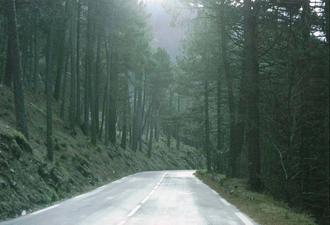 Strada asfaltata vuota tra pini fitti, luce diffusa tra i tronchi