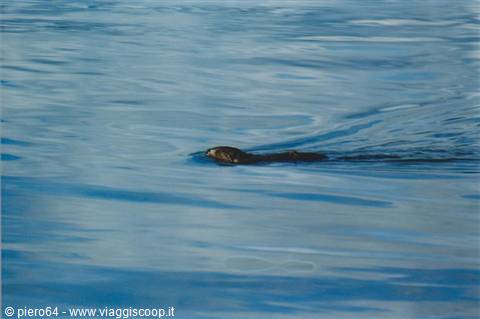 Seal swims with head above the blue water