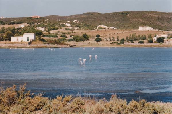 Flamingos wading in a lagoon near white houses and green hills