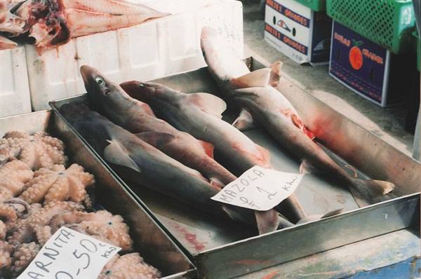 Fresh sharks and octopus in metal trays at the fish market