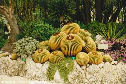 Golden barrel cacti in a rocky bed among flowers and palm trees