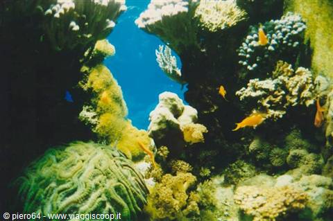 Orange fish and colorful corals underwater on the Red Sea reef