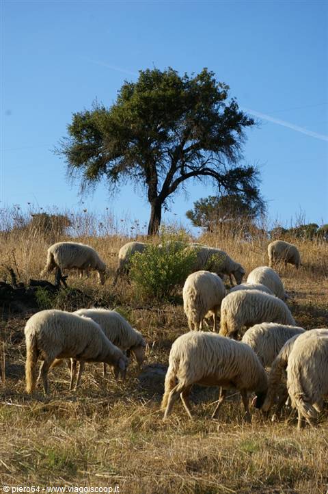 Flock of sheep grazing under an oak tree, dry hillside, blue sky