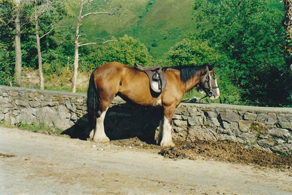 Saddled bay horse standing by a stone wall on a dirt road