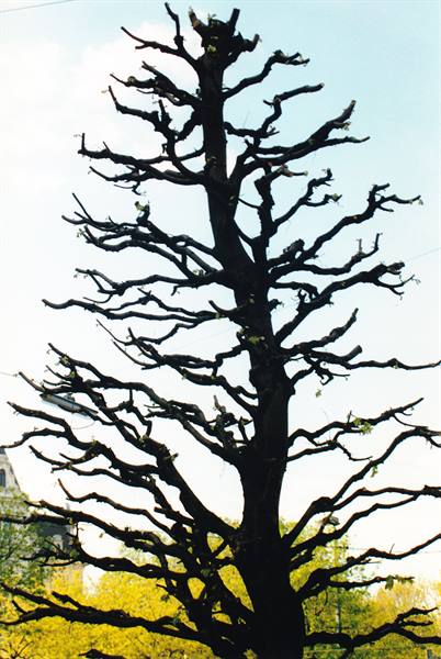Pruned tree with bare branches against blue sky, green buds below