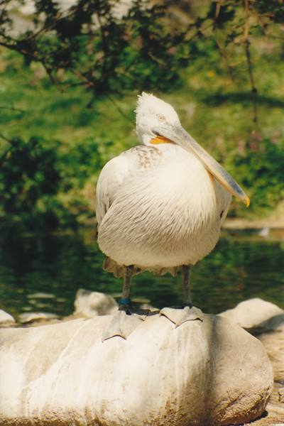 Pelican perched on a rock beside the pond, sunlight