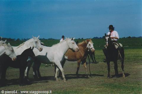 White and bay horses grazing, a rider on horseback guides them