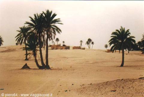 Palm trees among sand dunes with brick houses, desert oasis