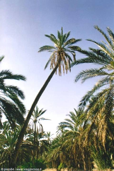 Leaning date palm in a grove, green and dry fronds against the sky