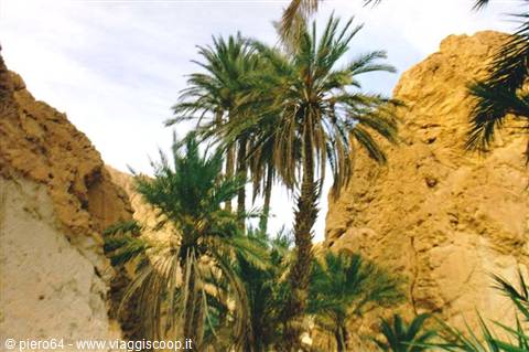 Chebika oasis: date palms rising between ochre rock walls