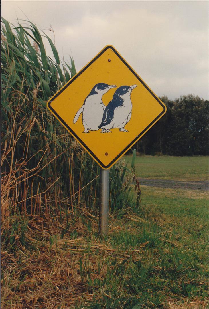 Cartello giallo a rombi con due pinguini, tra canneti e prato verde