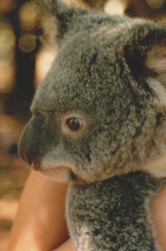 Primo piano di un koala grigio tenuto in braccio, luce dorata
