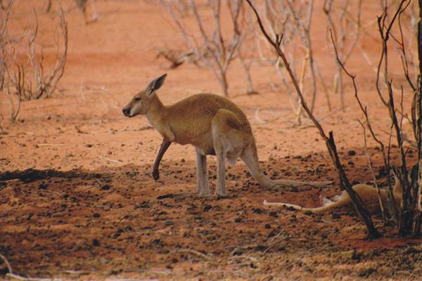 Kangaroo on red sand among bare bushes, another resting in the shade