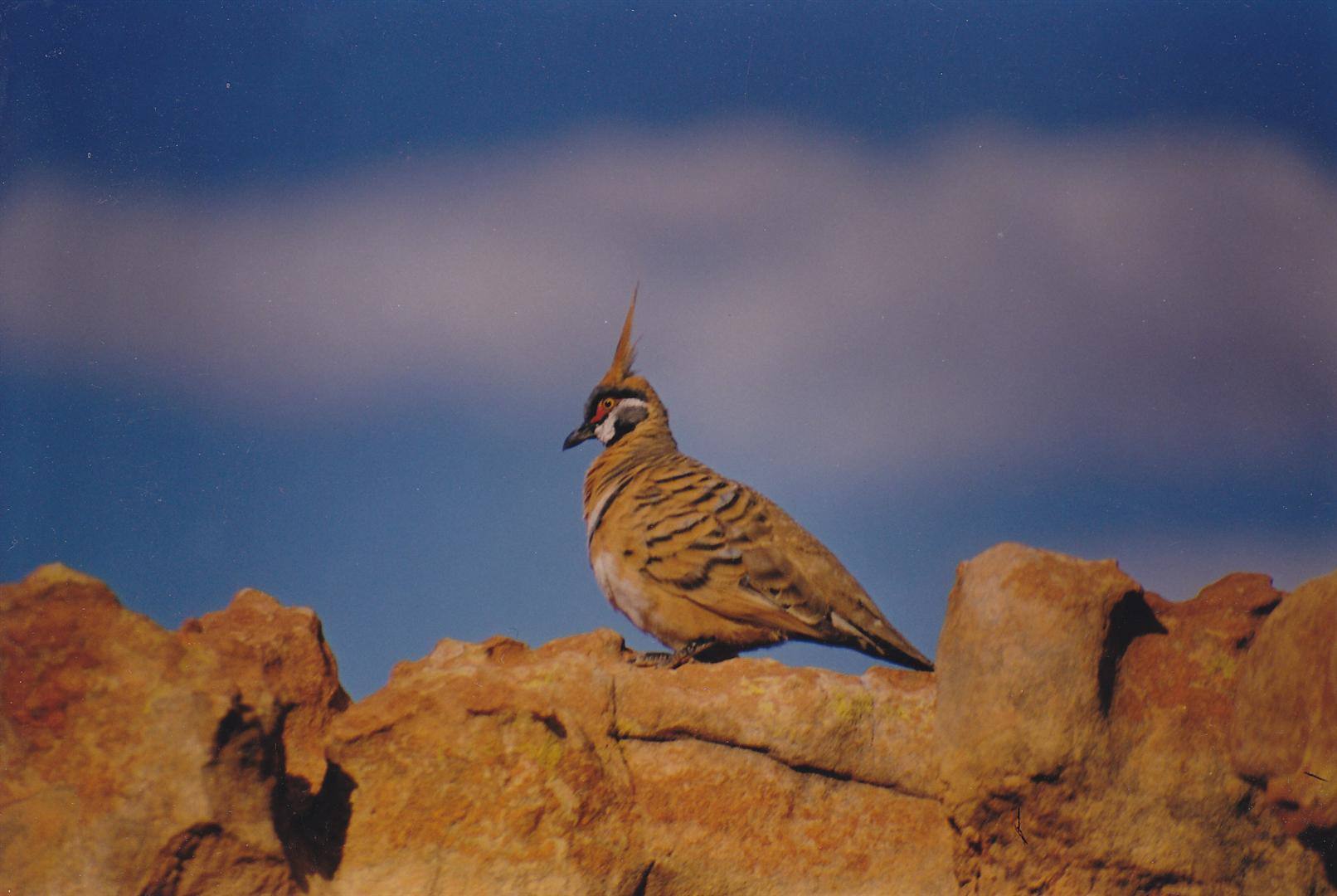 Piccione spinifex con ciuffo eretto posato su roccia rossa, cielo azzurro