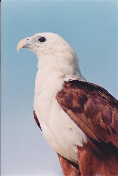 Portrait of a brahminy kite with white chest and brown wings against blue sky