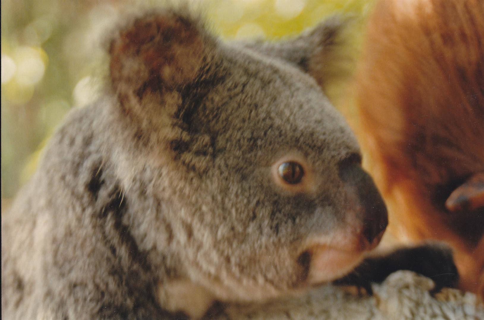 Koala grigio con pelo folto posato su un ramo, luce dorata