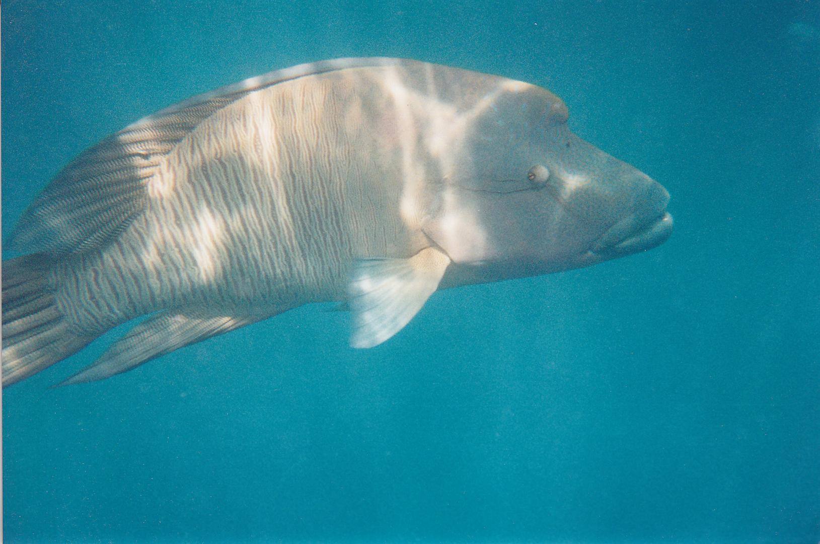Un pesce napoleone nuota in acque turchesi illuminate dal sole