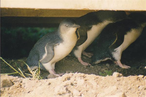 Little penguins sheltering under a wooden boardwalk, in the shade