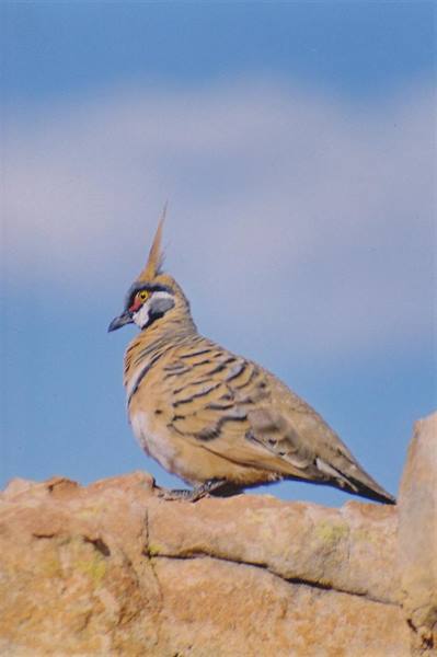 Spinifex pigeon with raised crest standing on red rock, blue sky