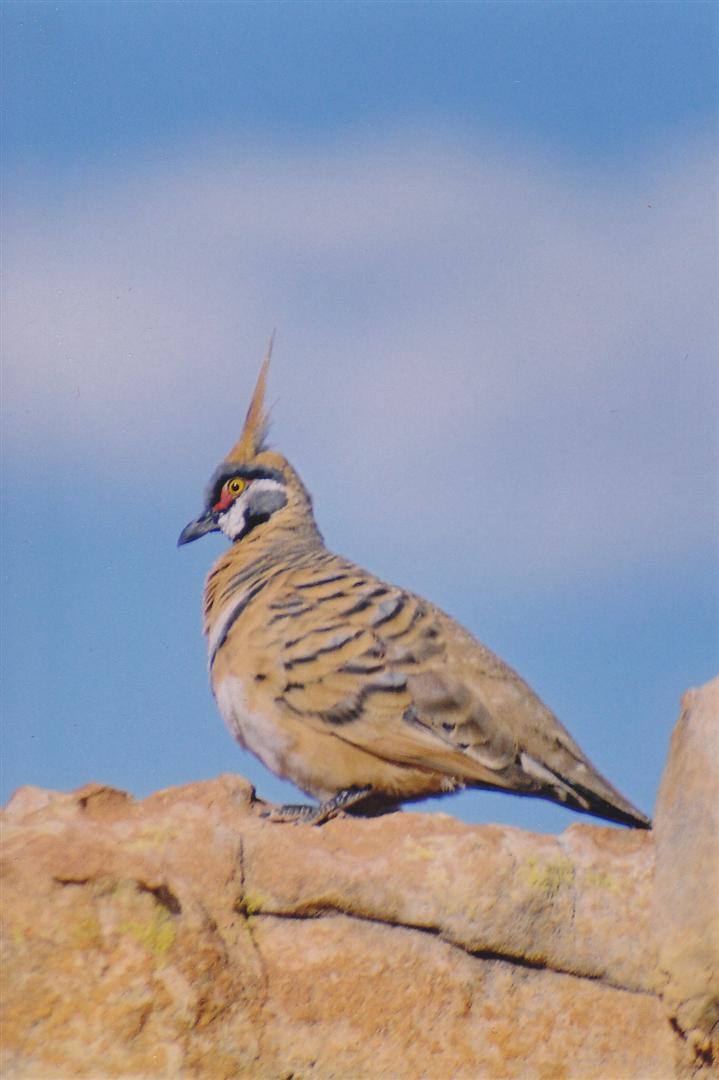 Piccione spinifex dal ciuffo eretto su roccia rossa, cielo azzurro