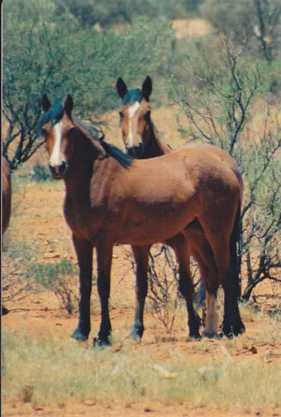 Two brown horses among dry shrubs and red soil