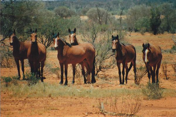 Wild horses among spinifex scrub on red Australian outback soil