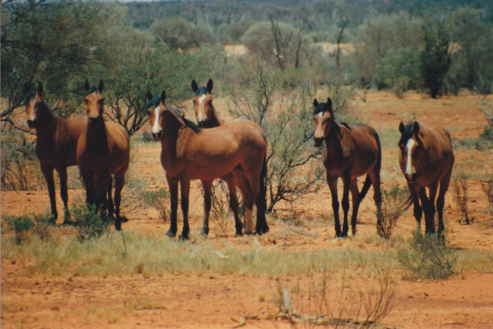Cavalli bradi tra arbusti spini sulla terra rossa dell'outback australiano