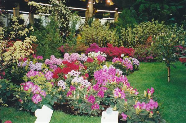 Beds of pink and red blooming rhododendrons at an indoor flower show
