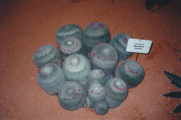 Mammillaria hahniana cacti with pink blooms on red soil, white label