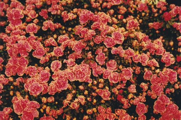 Dense pink blooms fill the frame under warm light