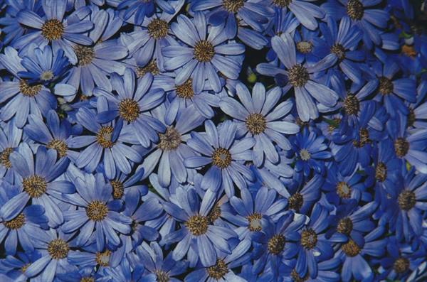 Cluster of blue daisies with yellow centers packed closely together
