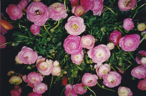 Pink and white ranunculus in bloom, layered petals, soft light on green stems
