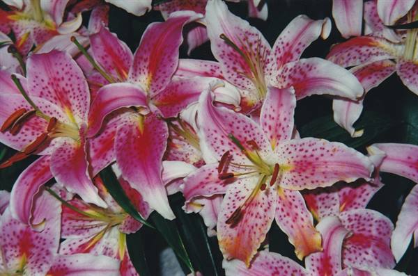 Bouquets of spotted pink lilies with red stamens, artificial light, dark background