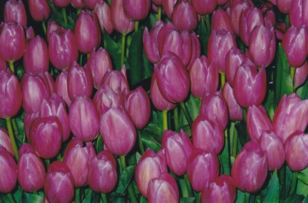 Dense pink tulips with green stems, soft daylight