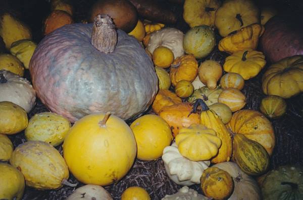 Yellow and blue pumpkins piled on straw, soft light