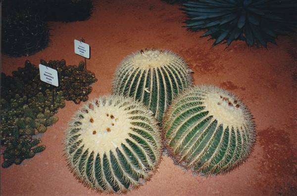 Three golden barrel cacti on red sandy soil, botanical labels nearby