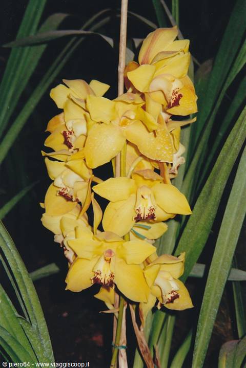 Stem of yellow cymbidium orchids among long green leaves