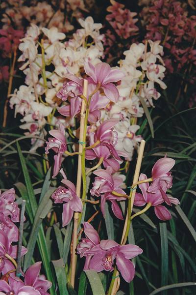 Pink and white orchids tied to bamboo canes in natural light