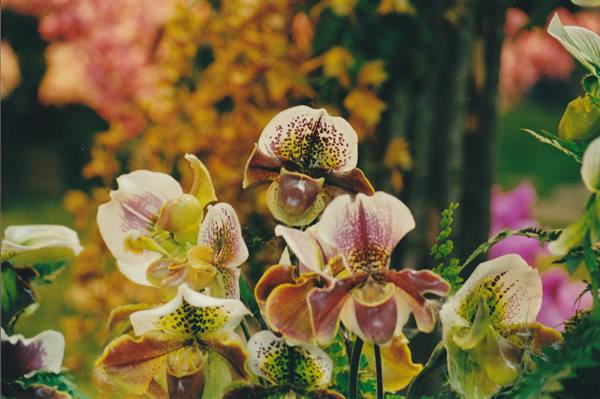 White and burgundy lady's slipper orchids blooming among green leaves, soft light
