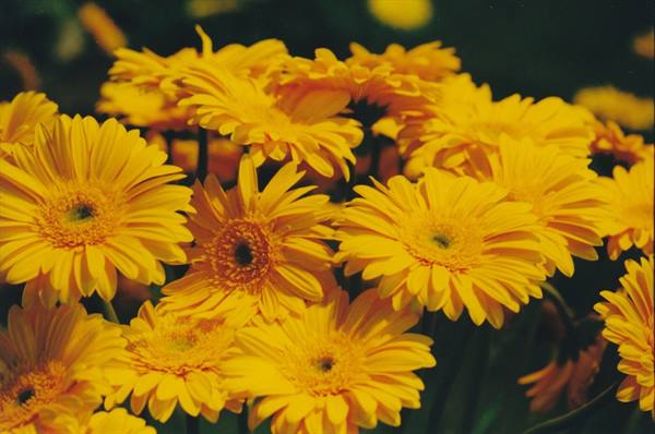 Yellow gerbera daisies in full bloom, bright petals against dark foliage
