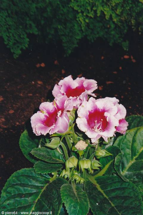 Pink and red gloxinia flowers with green leaves, night light
