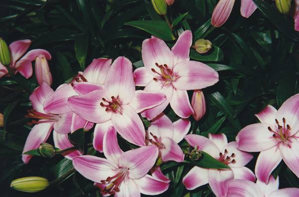 Pink and white lilies blooming among green buds and dark leaves