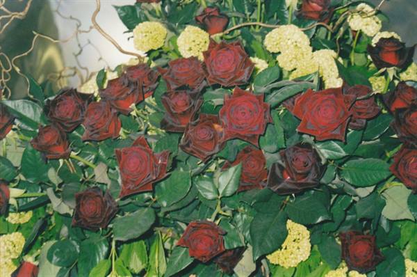 Bouquet of dark red roses with green leaves and yellow viburnum