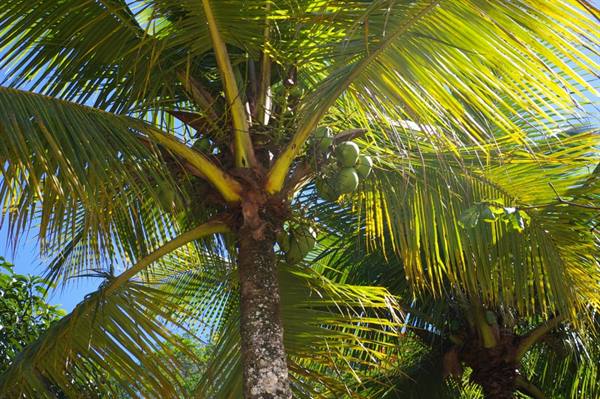 Coconut palm with green nuts among fronds under bright sunlight
