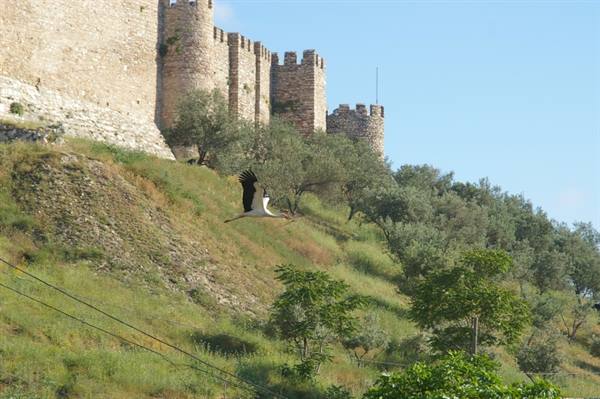 A stork flying past the stone ramparts of Selçuk castle