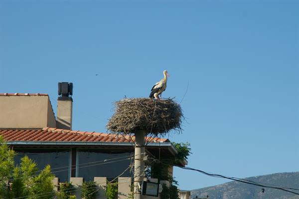 Stork on large stick nest atop pole, tiled roofs and mountains