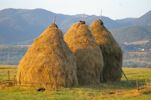 Three golden haystacks in a fenced field, mountains in morning light