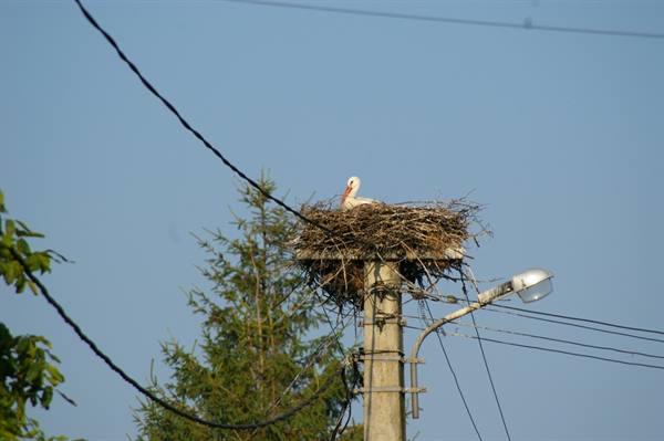 White stork in its stick nest atop a streetlight pole
