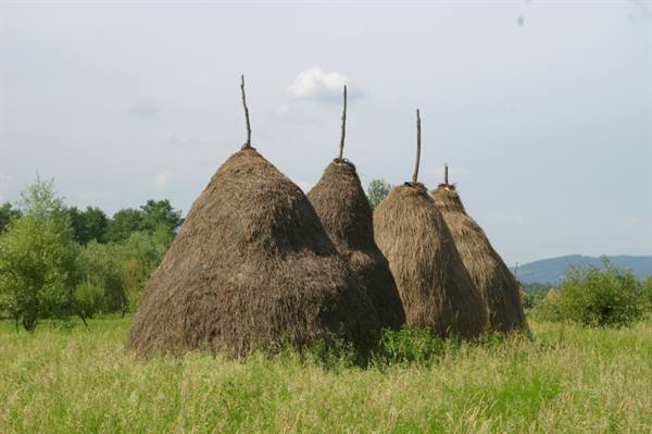 Haystacks with wooden poles in a green meadow, cloudy sky
