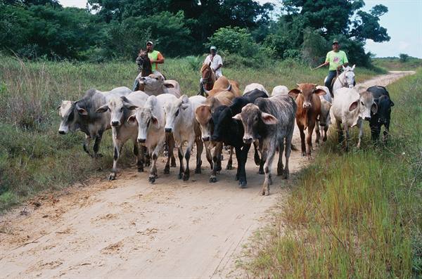 Herd at Sauipe 